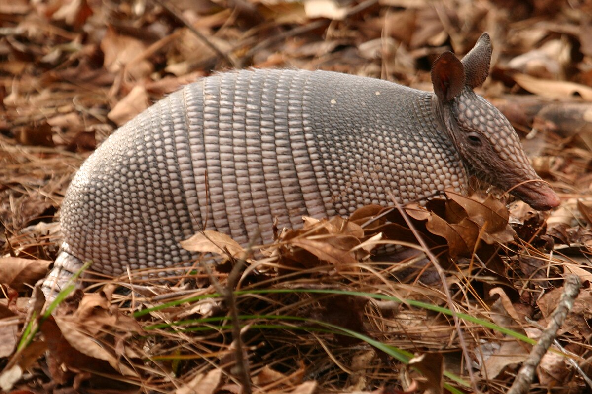 Imagen de un armadillo